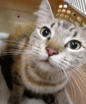 Lost Found Reports Greenhill Humane Society