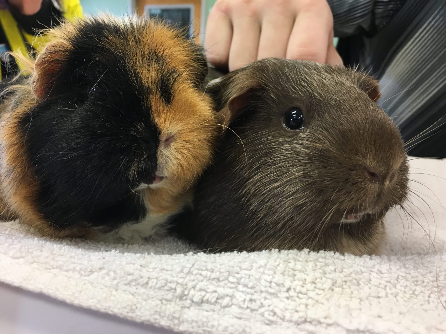 March is Adopt a Guinea Pig month Greenhill Humane Society