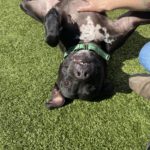 Thor_belly rubs