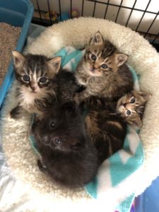 Dixie_basket of kittens