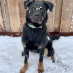 dog in snow