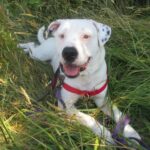 Baxter_laying outside in field