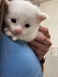 Kitten white