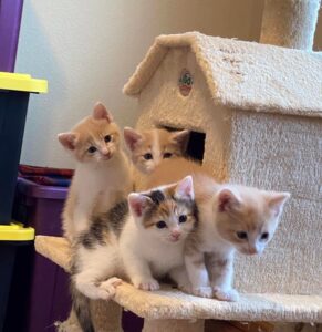 Kittens (Janice L) - 5.17.22_cropped