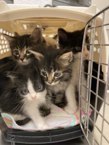 Kittens in carrier