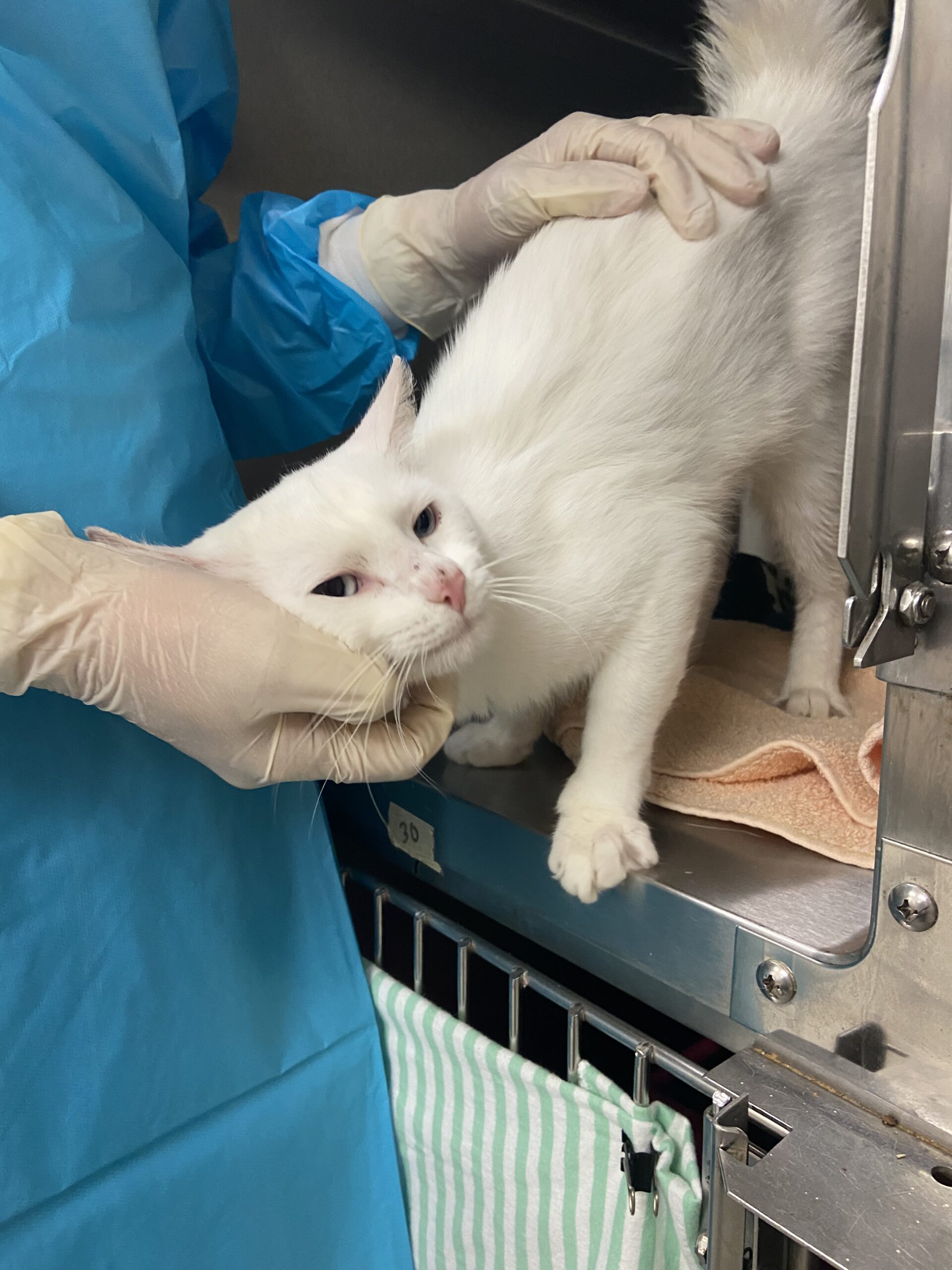 Greenhill Humane Society Receives TwentySix Cats From Hoarding and