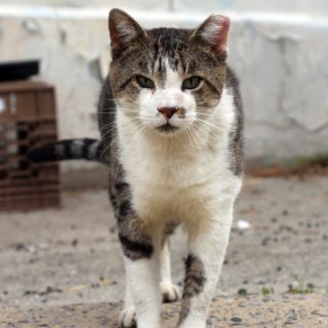 Neighborhood Cats, How to TNR