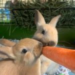 Cecelia-bunnies-5.2021-300x225